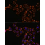 Immunofluorescence - Anti-HSPA4L Antibody (A306461) - Antibodies.com