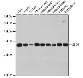 Western Blot - Anti-SBDS Antibody [ARC2539] (A306464) - Antibodies.com
