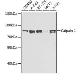 Western Blot - Anti-Calpain 1 Antibody (A306465) - Antibodies.com