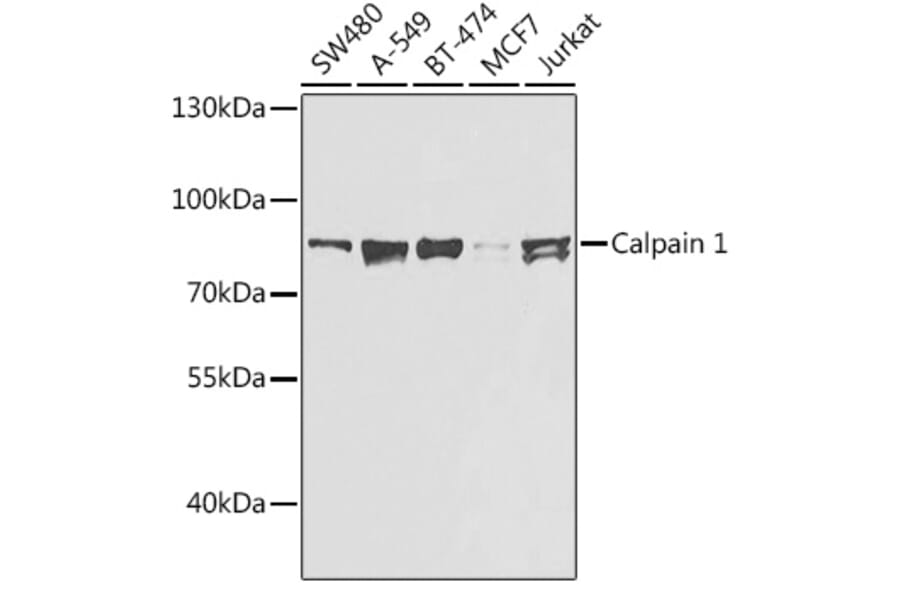 Western Blot - Anti-Calpain 1 Antibody (A306465) - Antibodies.com