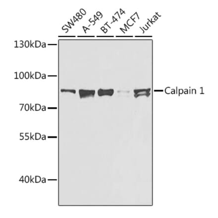 Western Blot - Anti-Calpain 1 Antibody (A306465) - Antibodies.com