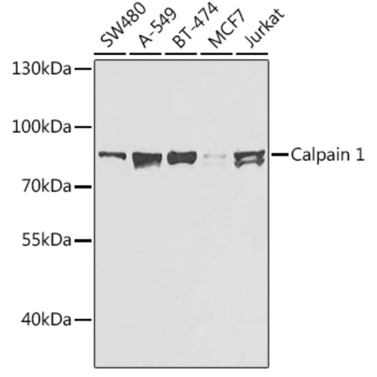 Western Blot - Anti-Calpain 1 Antibody (A306465) - Antibodies.com