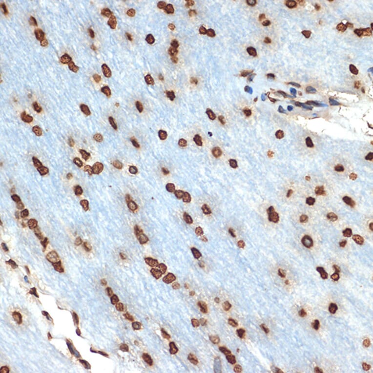 Immunohistochemistry - Anti-Histone H2B Antibody [ARC2337] (A306466) - Antibodies.com