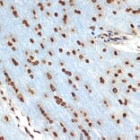 Immunohistochemistry - Anti-Histone H2B Antibody [ARC2337] (A306466) - Antibodies.com