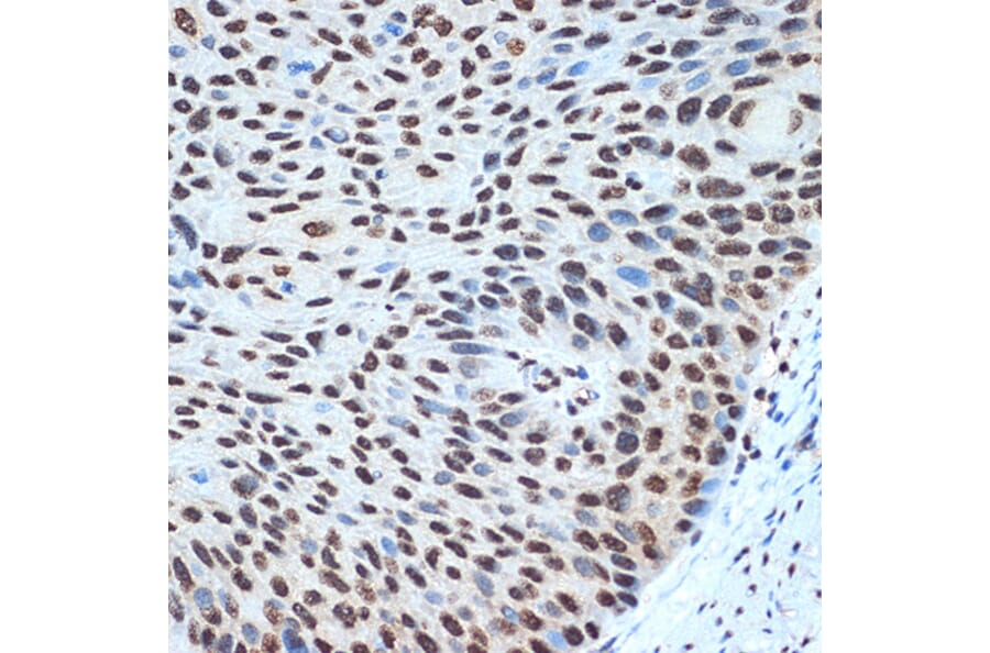 Immunohistochemistry - Anti-Histone H2B Antibody [ARC2337] (A306466) - Antibodies.com