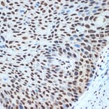 Immunohistochemistry - Anti-Histone H2B Antibody [ARC2337] (A306466) - Antibodies.com