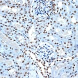 Immunohistochemistry - Anti-Histone H2B Antibody [ARC2337] (A306466) - Antibodies.com