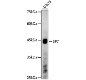 Western Blot - Anti-Sp7 / Osterix Antibody (A306469) - Antibodies.com