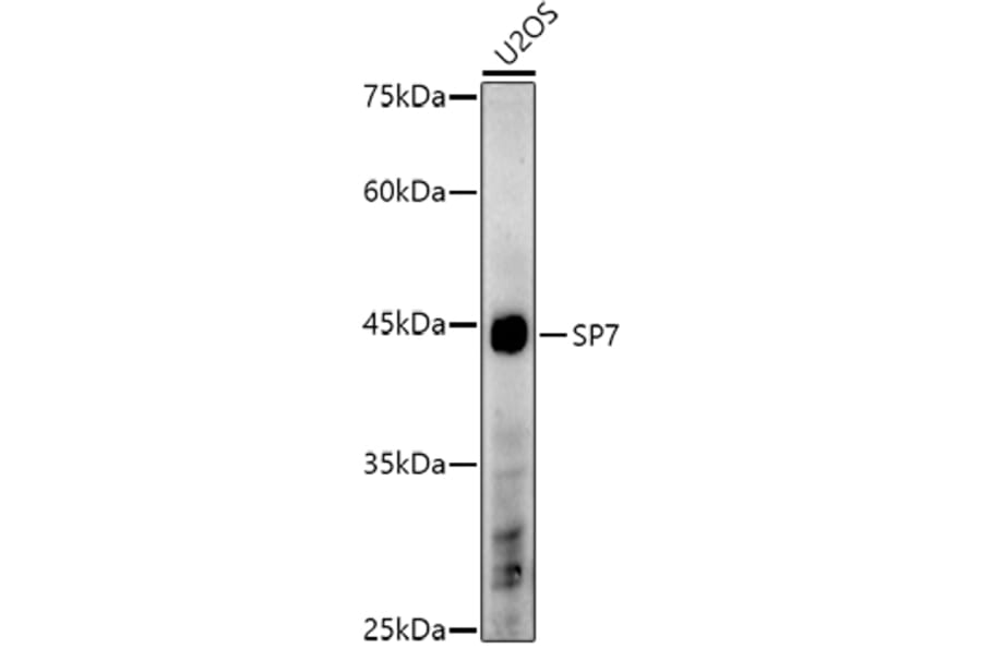 Western Blot - Anti-Sp7/Osterix Antibody (A306469) - Antibodies.com