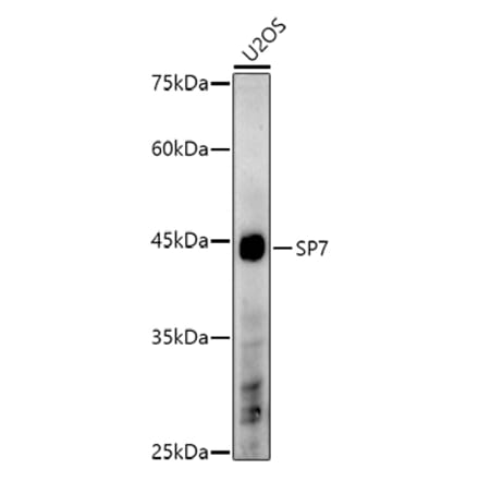 Western Blot - Anti-Sp7 / Osterix Antibody (A306469) - Antibodies.com