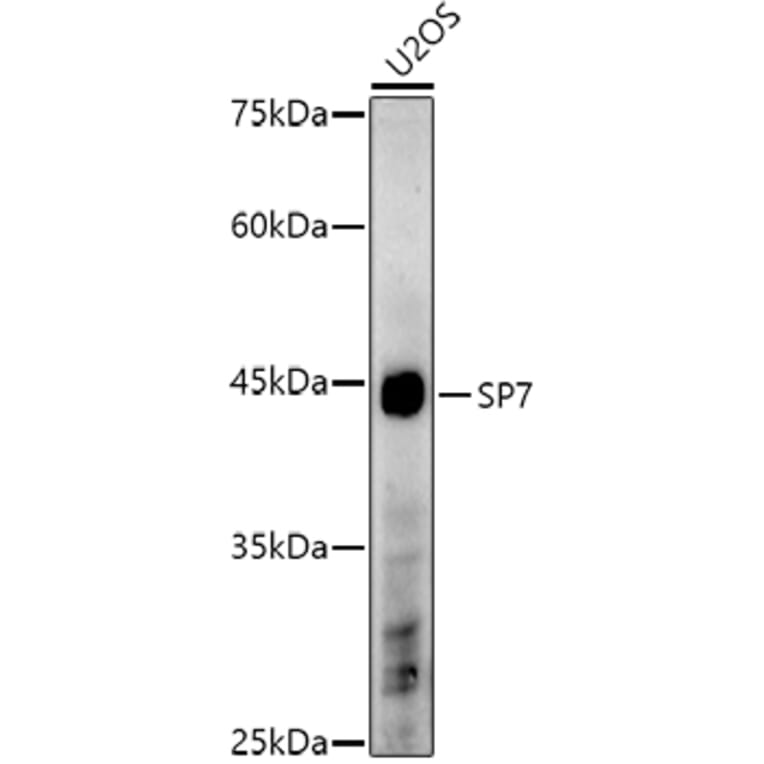 Western Blot - Anti-Sp7/Osterix Antibody (A306469) - Antibodies.com