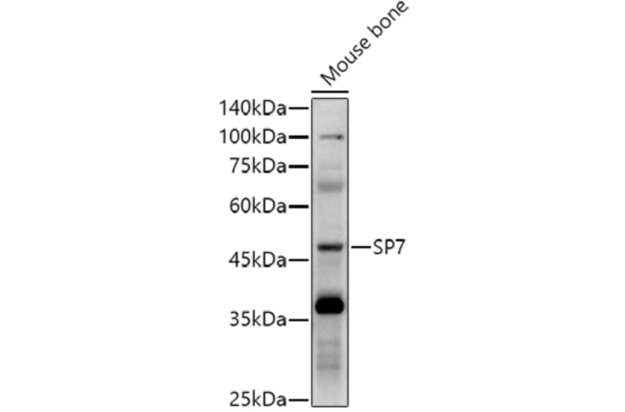 Western Blot - Anti-Sp7/Osterix Antibody (A306469) - Antibodies.com