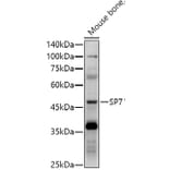 Western Blot - Anti-Sp7/Osterix Antibody (A306469) - Antibodies.com