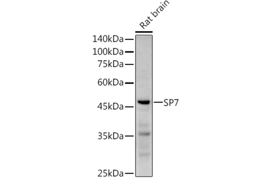 Western Blot - Anti-Sp7/Osterix Antibody (A306469) - Antibodies.com