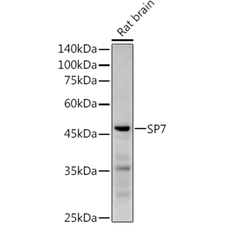 Western Blot - Anti-Sp7/Osterix Antibody (A306469) - Antibodies.com