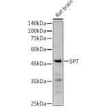 Western Blot - Anti-Sp7/Osterix Antibody (A306469) - Antibodies.com