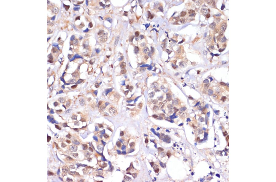 Immunohistochemistry - Anti-Serine/threonine-protein kinase 4/MST-1 Antibody (A306470) - Antibodies.com