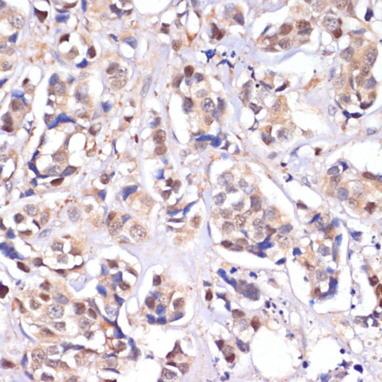 Immunohistochemistry - Anti-Serine/threonine-protein kinase 4/MST-1 Antibody (A306470) - Antibodies.com