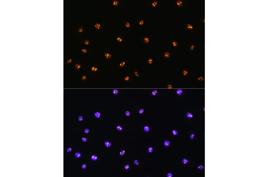 Immunofluorescence - Anti-Serine/threonine-protein kinase 4/MST-1 Antibody (A306470) - Antibodies.com