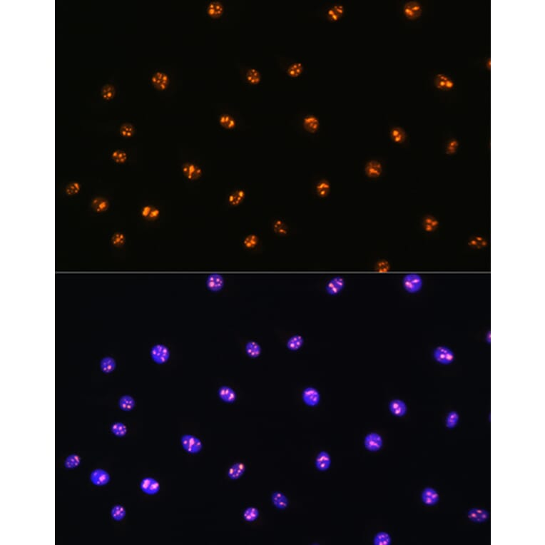 Immunofluorescence - Anti-Serine/threonine-protein kinase 4/MST-1 Antibody (A306470) - Antibodies.com