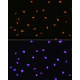 Immunofluorescence - Anti-Serine/threonine-protein kinase 4/MST-1 Antibody (A306470) - Antibodies.com
