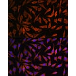 Immunofluorescence - Anti-RPS8 Antibody (A306471) - Antibodies.com
