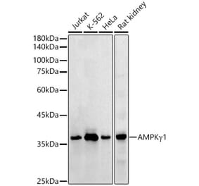Western Blot - Anti-AMPK gamma 1 Antibody (A306476) - Antibodies.com