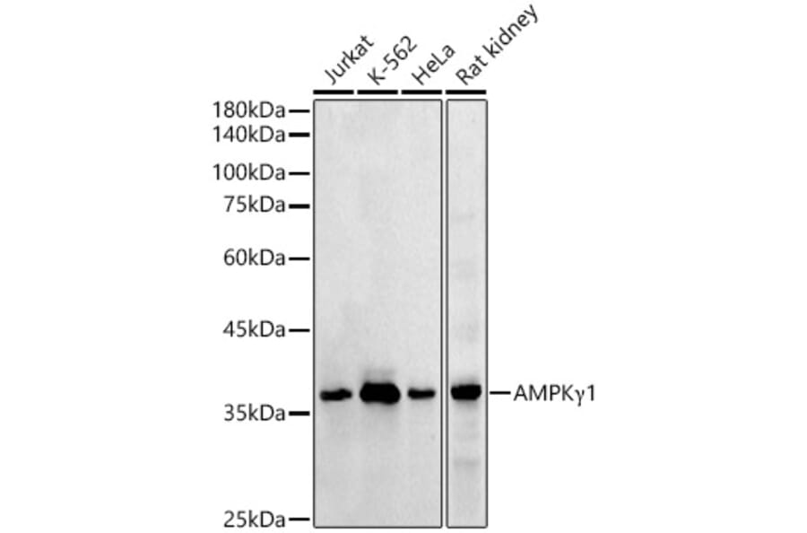 Western Blot - Anti-AMPK gamma 1 Antibody (A306476) - Antibodies.com