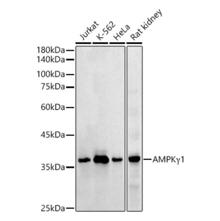 Western Blot - Anti-AMPK gamma 1 Antibody (A306476) - Antibodies.com