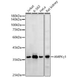 Western Blot - Anti-AMPK gamma 1 Antibody (A306476) - Antibodies.com