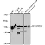 Western Blot - Anti-MEK3 + MMK6 Antibody [ARC2356] (A306478) - Antibodies.com