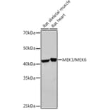 Western Blot - Anti-MEK3 + MMK6 Antibody [ARC2356] (A306478) - Antibodies.com