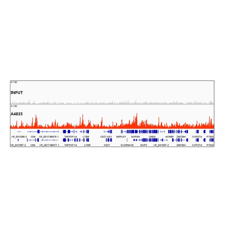 Chromatin Immunoprecipitation - Anti-Histone H3.3 Antibody [ARC0255] (A306483) - Antibodies.com