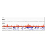 Chromatin Immunoprecipitation - Anti-Histone H3.3 Antibody [ARC0255] (A306483) - Antibodies.com