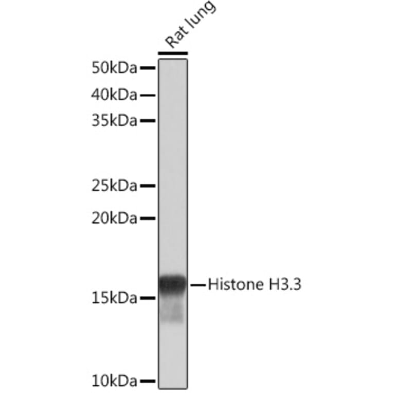 Western Blot - Anti-Histone H3.3 Antibody [ARC0255] (A306483) - Antibodies.com