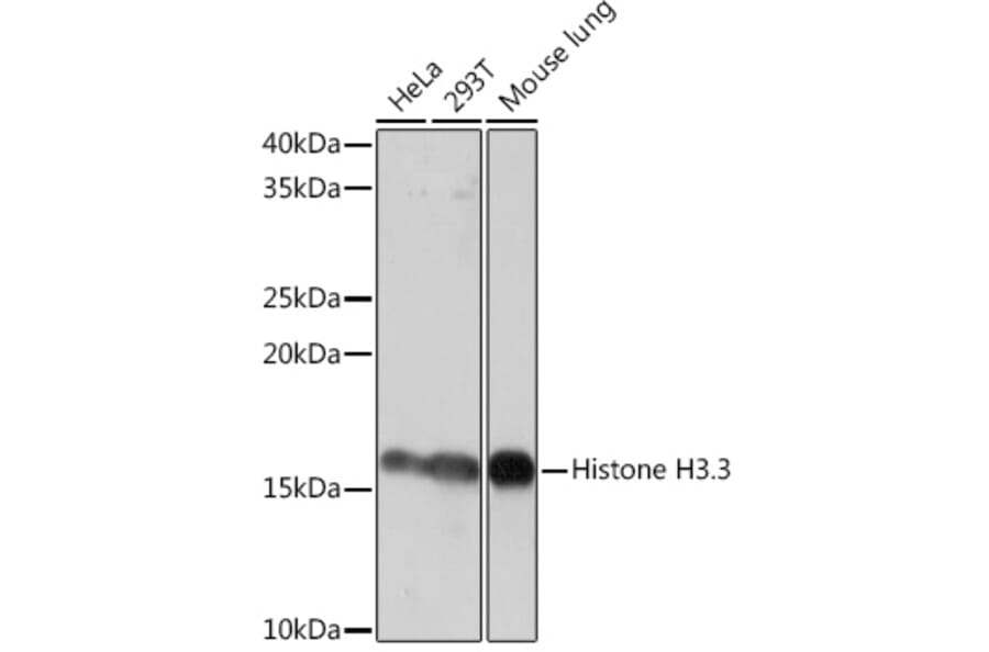 Western Blot - Anti-Histone H3.3 Antibody [ARC0255] (A306483) - Antibodies.com