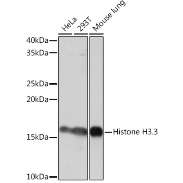 Western Blot - Anti-Histone H3.3 Antibody [ARC0255] (A306483) - Antibodies.com