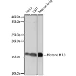 Western Blot - Anti-Histone H3.3 Antibody [ARC0255] (A306483) - Antibodies.com