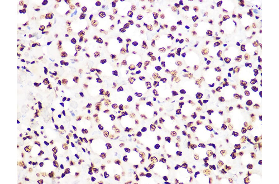Immunohistochemistry - Anti-Histone H3.3 Antibody [ARC0255] (A306483) - Antibodies.com