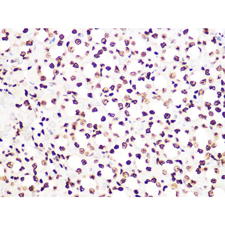 Immunohistochemistry - Anti-Histone H3.3 Antibody [ARC0255] (A306483) - Antibodies.com