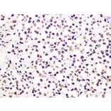 Immunohistochemistry - Anti-Histone H3.3 Antibody [ARC0255] (A306483) - Antibodies.com