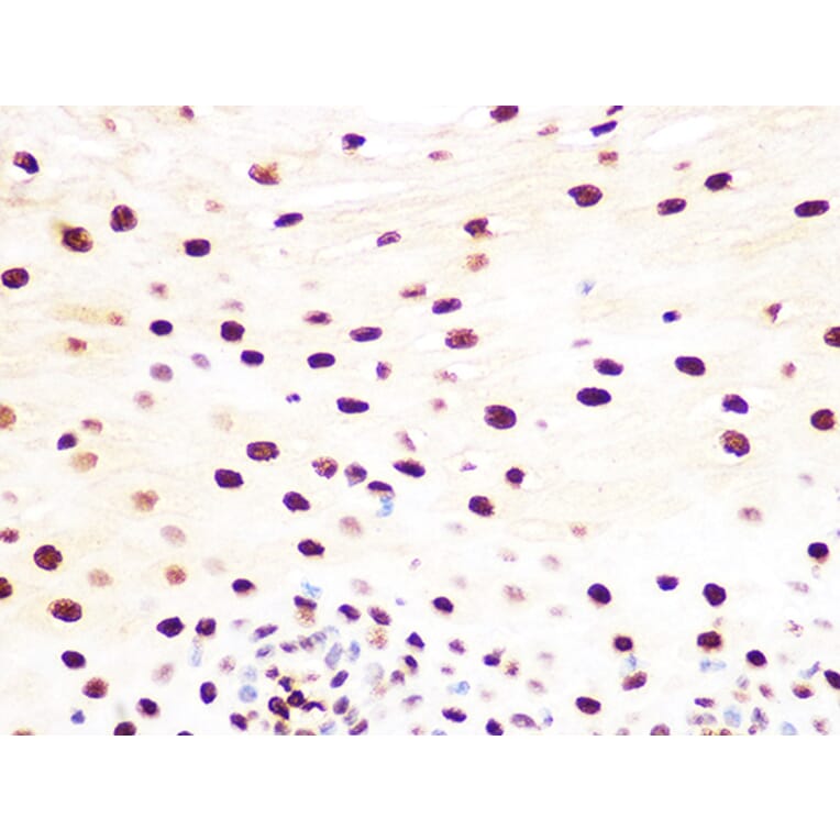 Immunohistochemistry - Anti-Histone H3.3 Antibody [ARC0255] (A306483) - Antibodies.com