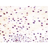 Immunohistochemistry - Anti-Histone H3.3 Antibody [ARC0255] (A306483) - Antibodies.com