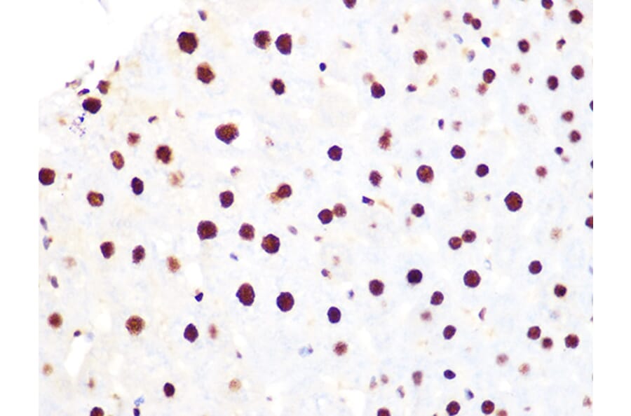 Immunohistochemistry - Anti-Histone H3.3 Antibody [ARC0255] (A306483) - Antibodies.com