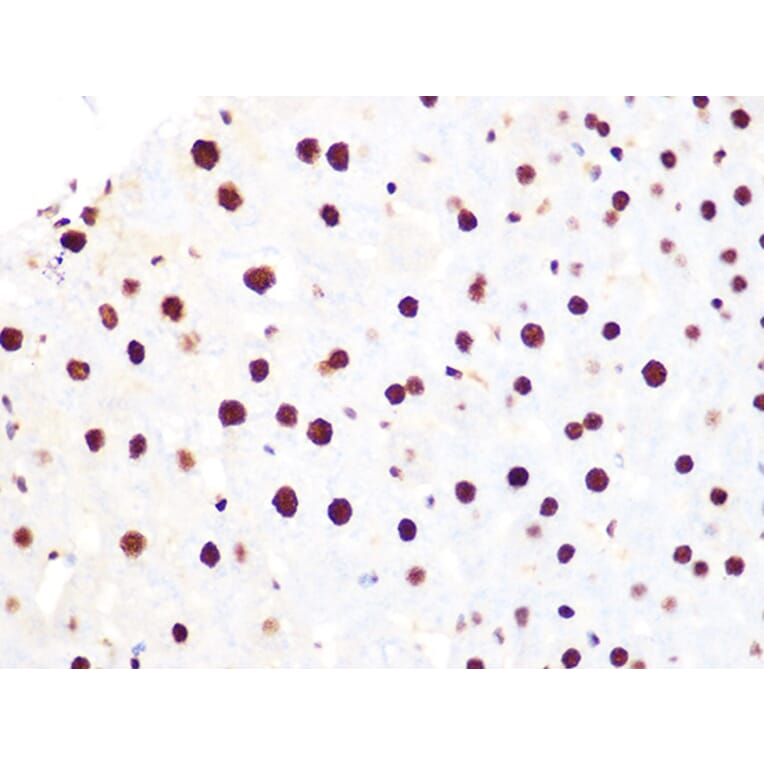 Immunohistochemistry - Anti-Histone H3.3 Antibody [ARC0255] (A306483) - Antibodies.com