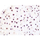 Immunohistochemistry - Anti-Histone H3.3 Antibody [ARC0255] (A306483) - Antibodies.com