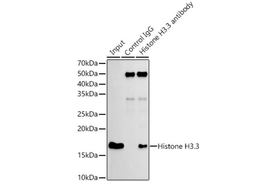 Western Blot - Anti-Histone H3.3 Antibody [ARC0255] (A306483) - Antibodies.com