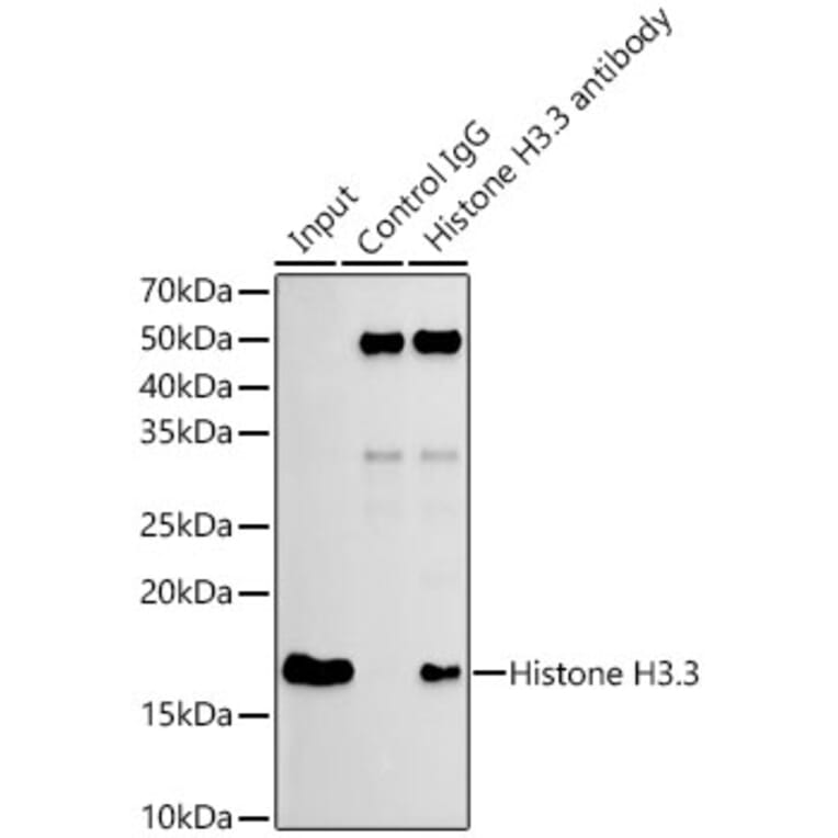 Western Blot - Anti-Histone H3.3 Antibody [ARC0255] (A306483) - Antibodies.com