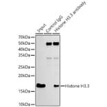 Western Blot - Anti-Histone H3.3 Antibody [ARC0255] (A306483) - Antibodies.com