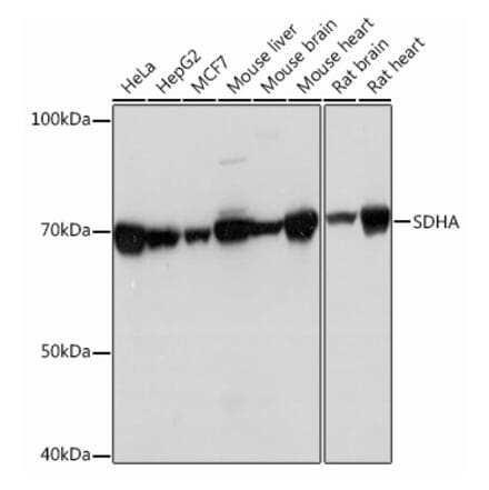 Western Blot - Anti-SDHA Antibody [ARC0726] (A306485) - Antibodies.com